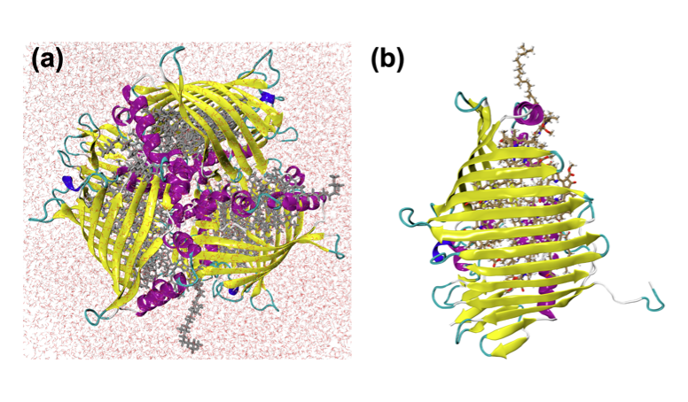 Illustration of energy transfer in a protein environment
